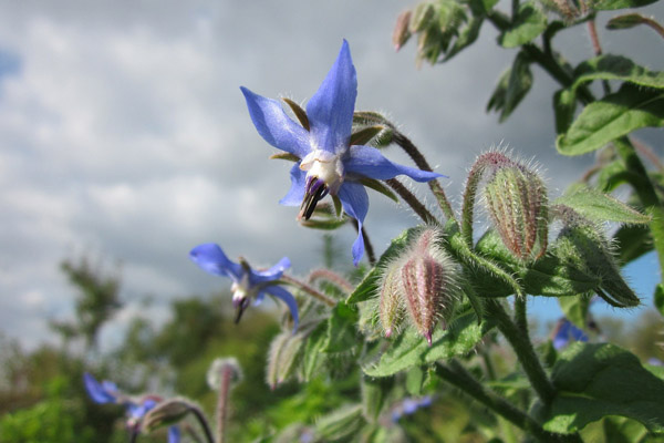 borago