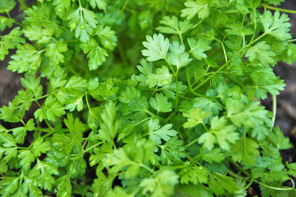 chervil