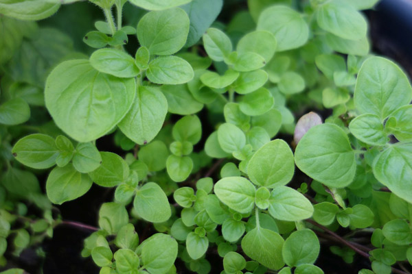 marjoram