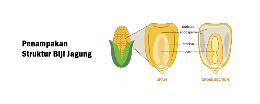 struktur biji jagung