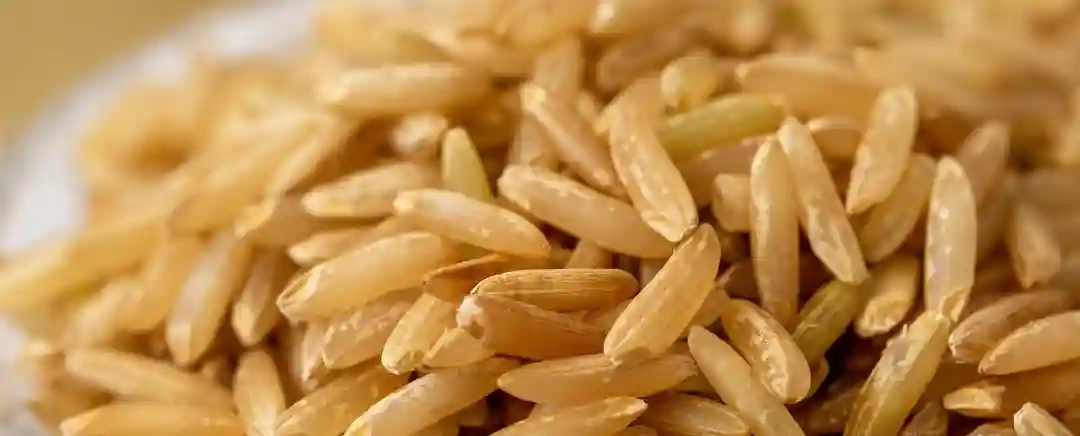 biji beras takayama rice