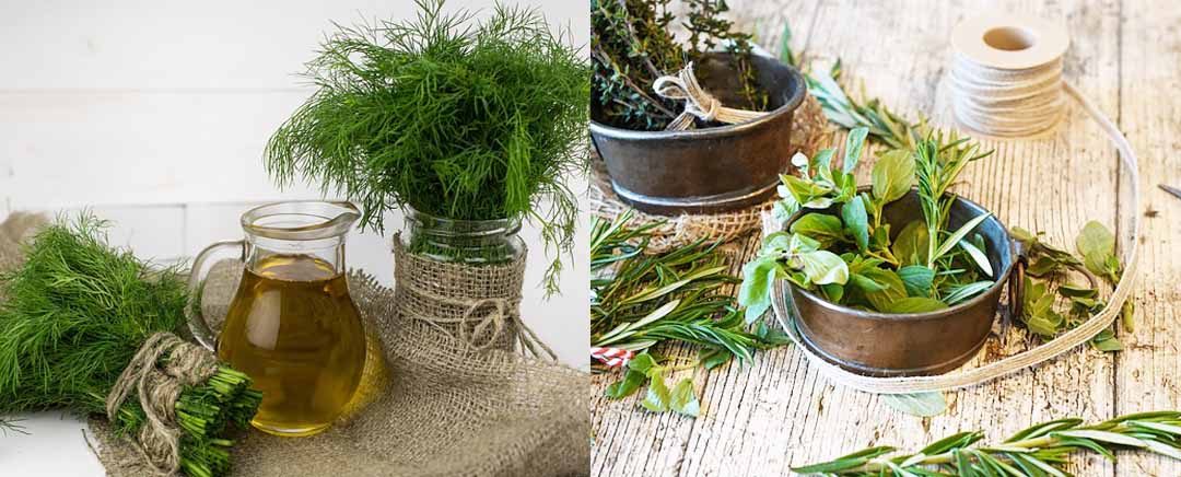 daun dill dan daun marjoram